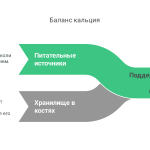 схема баланса кальция