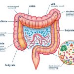 бутират молекула