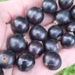 Источник витамина С