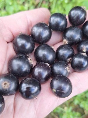 Источник витамина С