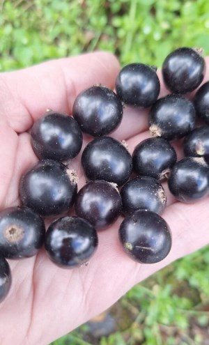 Источник витамина С